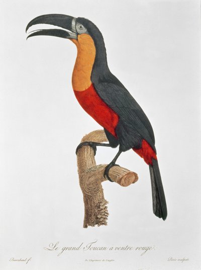 Tukan: Großrotbauchiger von Jacques Barraband von Jacques Barraband